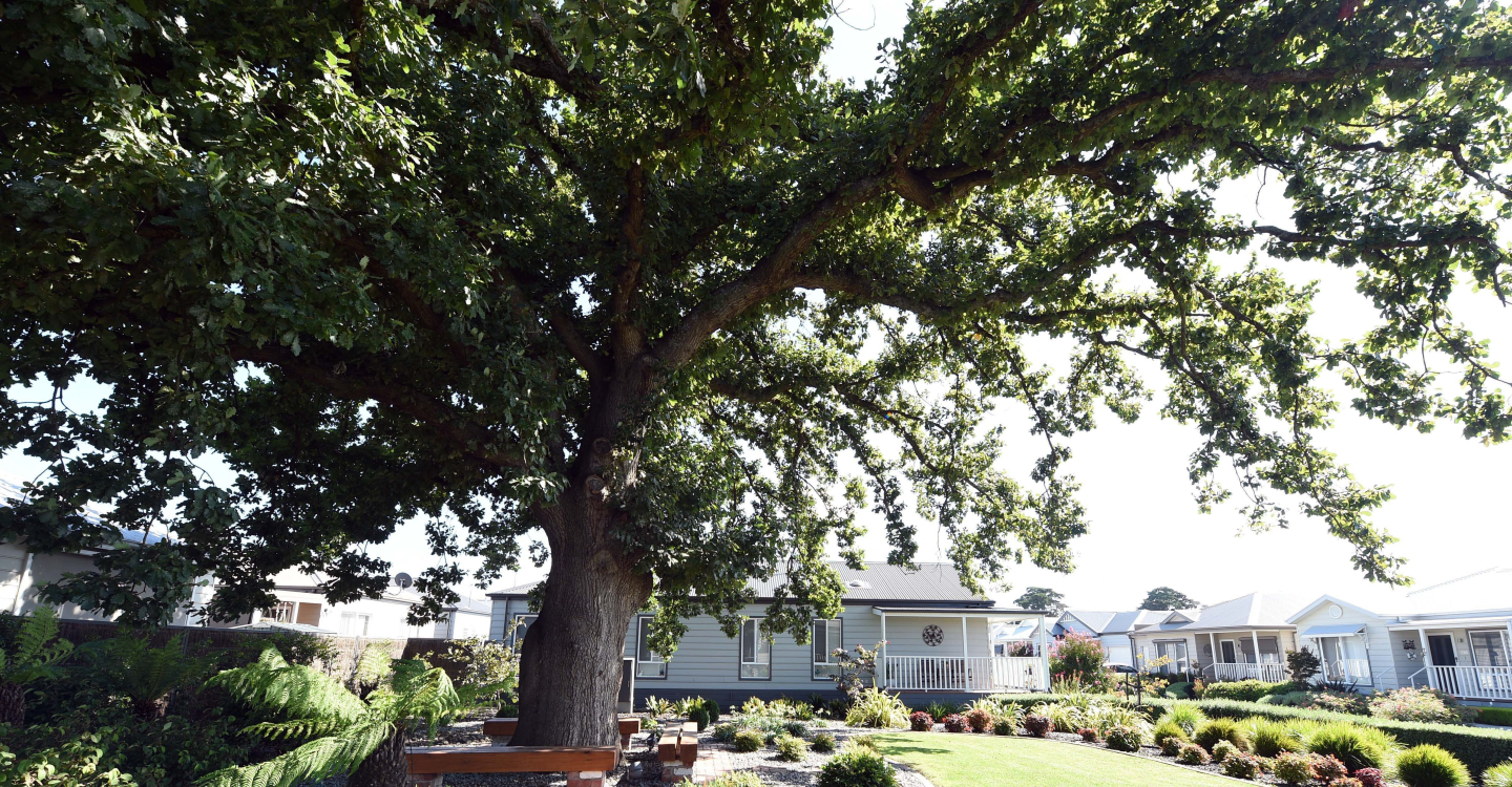 Under Oak Tree