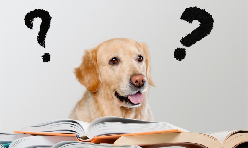 FAQ Dog Question