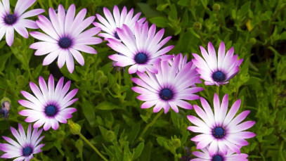 Lifestyle Communities® MIFGS African daisy