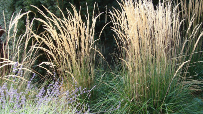 Lifestyle Communities® MIFGS Feather Reed Grass