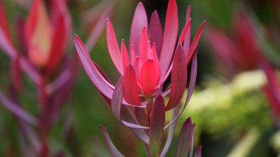 Lifestyle Communities® MIFGS Leucadendron salignum