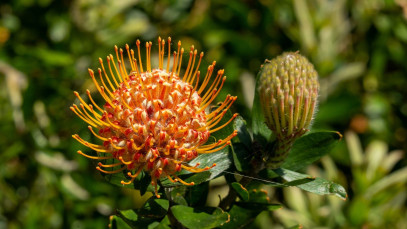 Lifestyle Communities® MIFGS Leucospermum Mardi Gras Orange