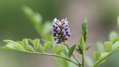 Lifestyle Communities® MIFGS Licorice Plant