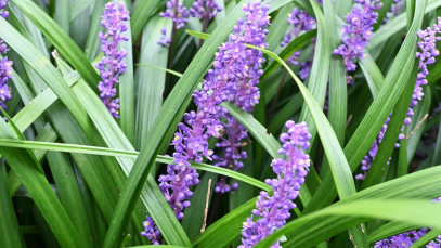 Lifestyle Communities® MIFGS Lily Turf