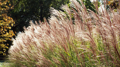 Lifestyle Communities® MIFGS Maiden Grass