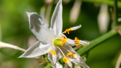 Lifestyle Communities® MIFGS New Zealand Rock Lily