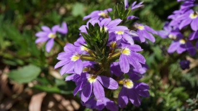 Lifestyle Communities® MIFGS Purple Fanfare Fan Flower