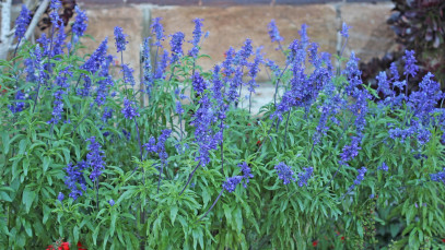 Lifestyle Communities® MIFGS Salvia Mystic Spires