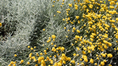 Lifestyle Communities® MIFGS Santolina chamaecyparissus