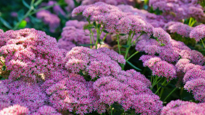 Lifestyle Communities® MIFGS Sedum Autumn Joy