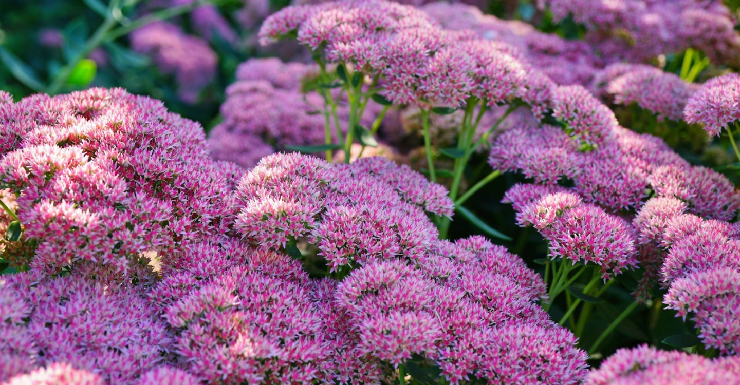 Lifestyle Communities® MIFGS Sedum Autumn Joy
