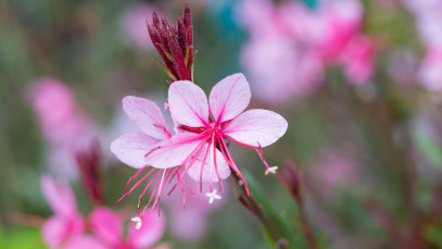 Lifestyle Communities® MIFGS Siskiyou Pink Butterfly Bush
