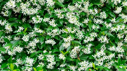 Lifestyle Communities® MIFGS Star Jasmine