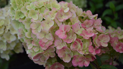 Lifestyle Communities® MIFGS Sundae Fraise Hydrangea
