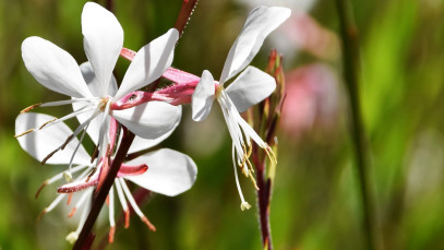 Lifestyle Communities® MIFGS Whirling Butterflies