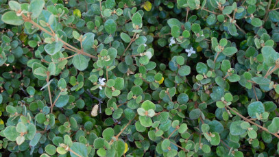 Lifestyle Communities® MIFGS White Correa