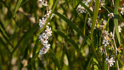 Lifestyle Communities® MIFGS Agonis Lemon and Lime