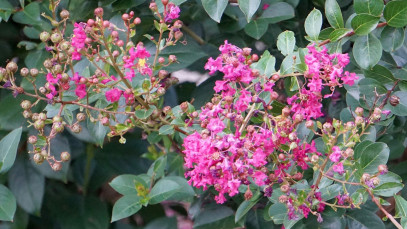 Lifestyle Communities® MIFGS Crepe Mrytle