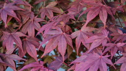 Lifestyle Communities® MIFGS Japanese Maple