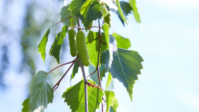 Lifestyle Communities® MIFGS Silver Birch