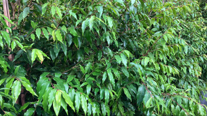 Weeping Lilly Pilly MIFGS display