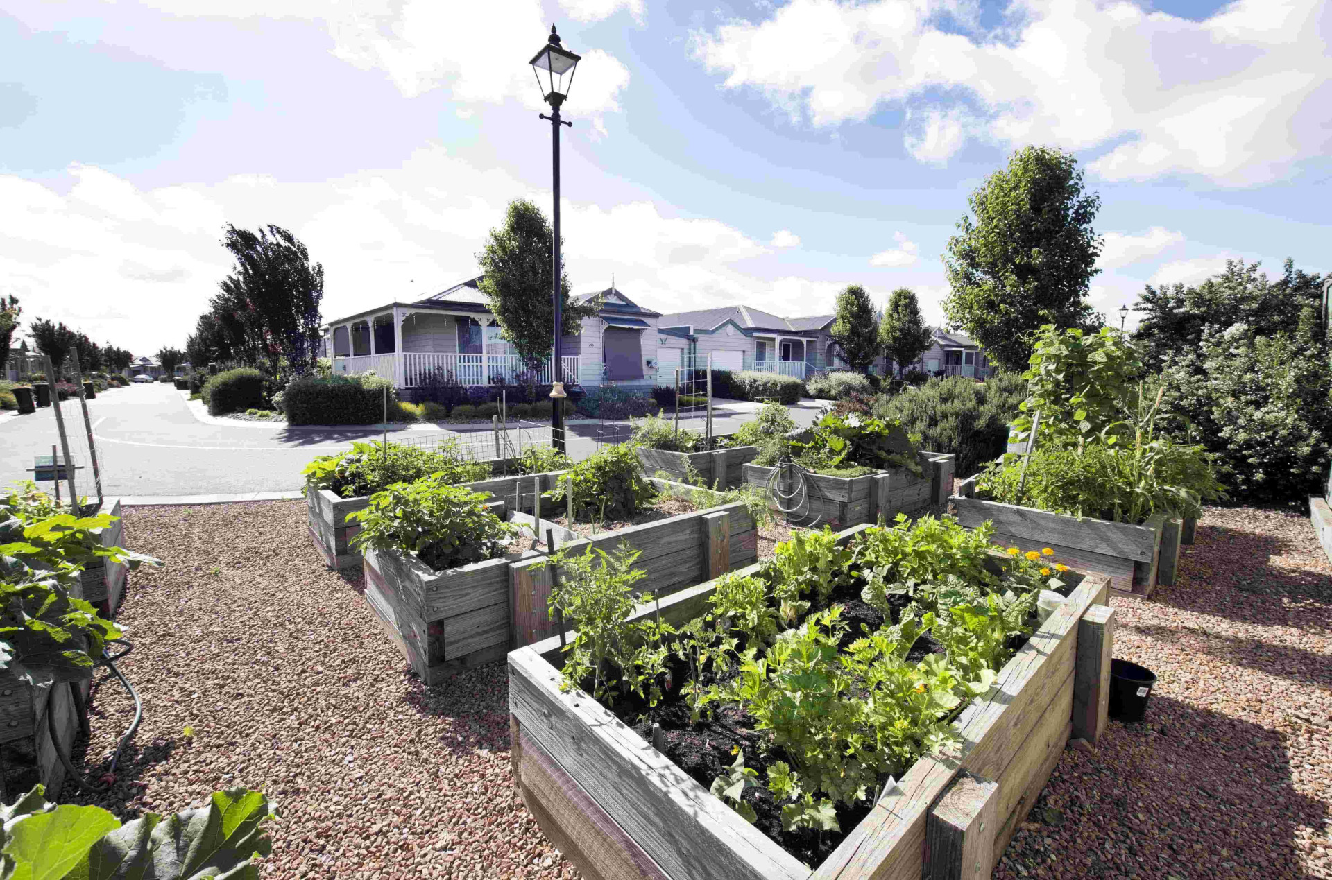 LSH Veggie gardens min