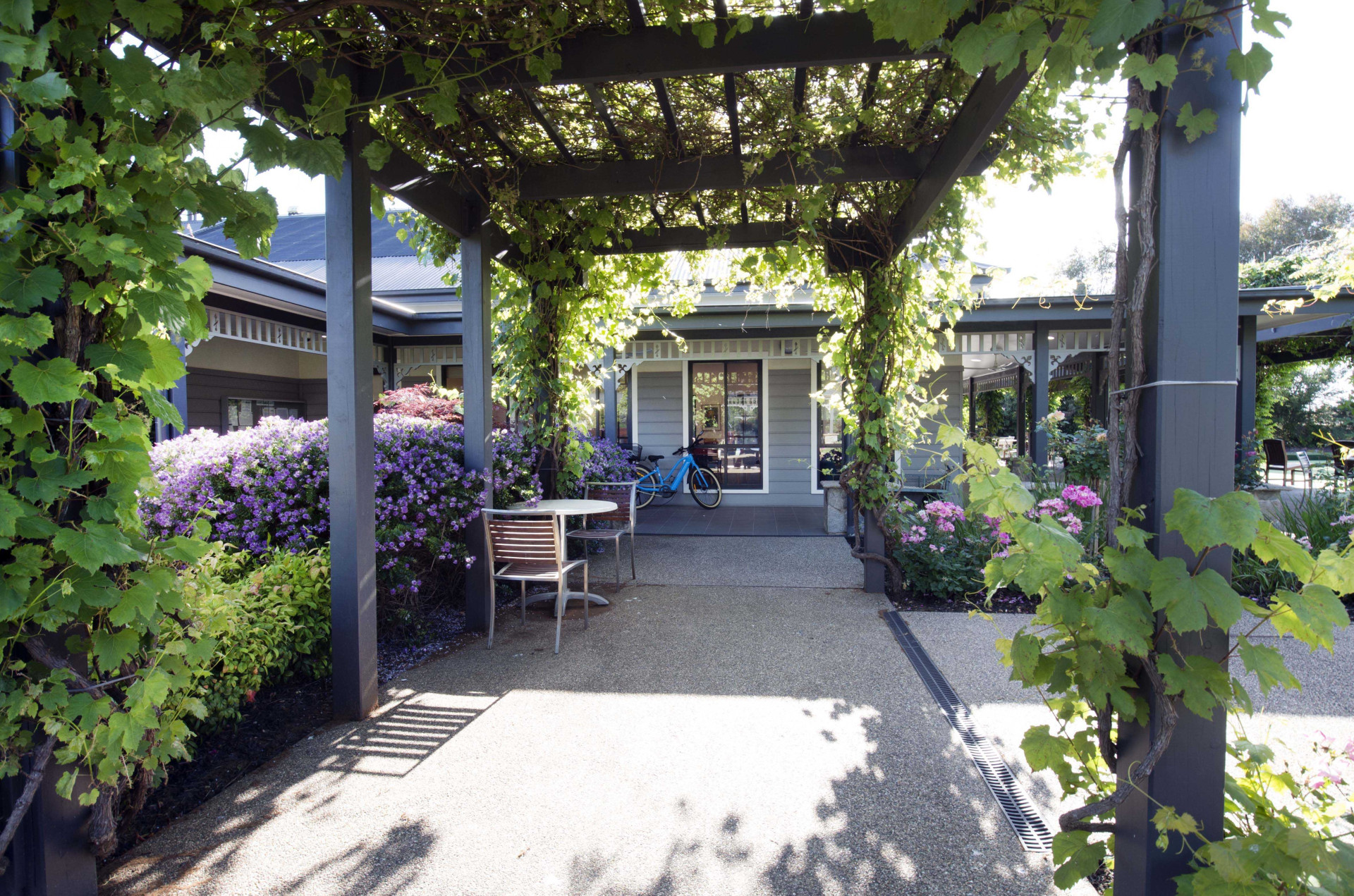 LSH Vine covered walkway min