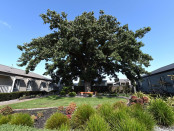 Officer Oak Tree 1 low res