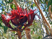Lifestyle Officer Gymea plant low res