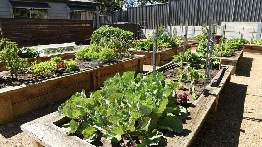 Lifestyle Casey fields veggie patch low res