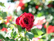 Brookfield Rose 2 low res