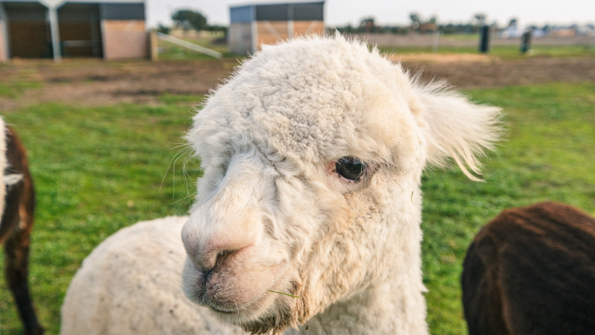 Smcgph lfestylebellarine clubvillas 3065 lores