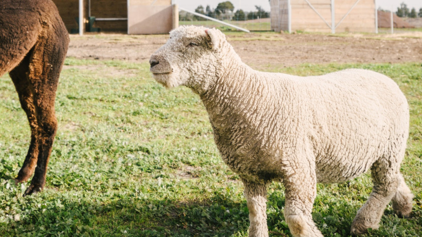 Smcgph lfestylebellarine clubvillas 3168 lores