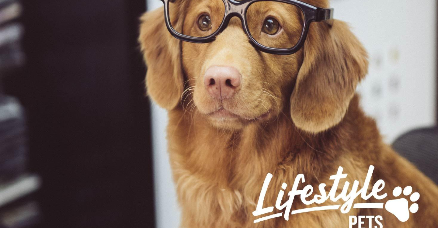 Smart dog 01