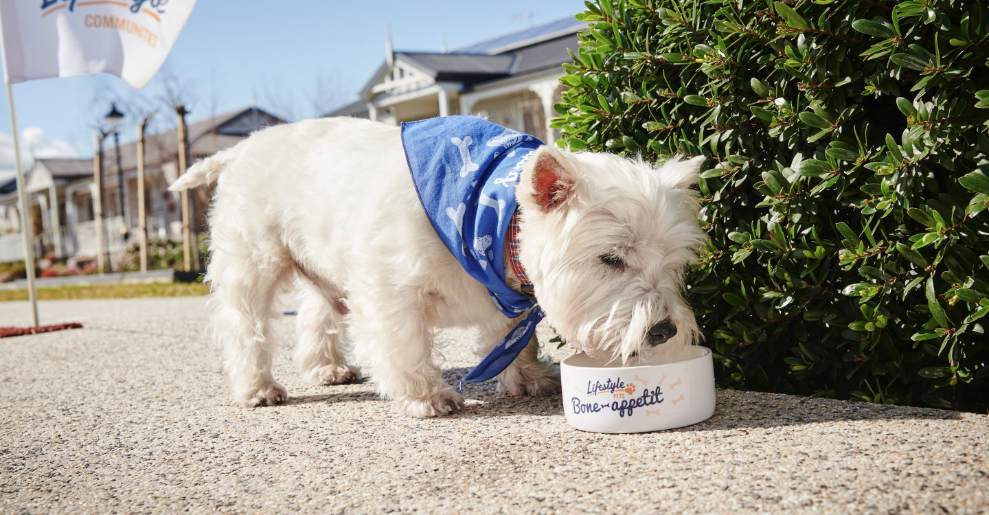Lifestyle Communities® Chelsea heights Dog