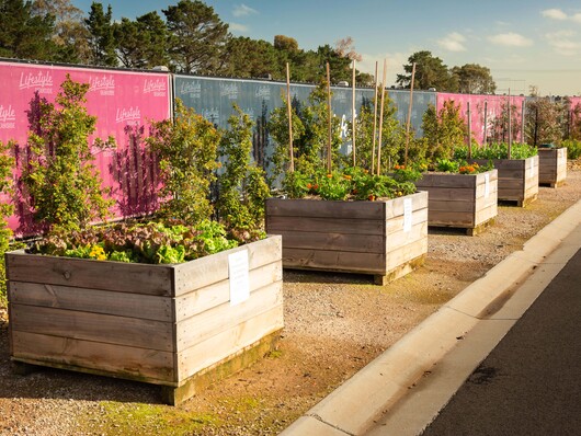 Deanside Exterior Vegie Vegetable Patch