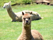 Lifestyle warragul Alpaca