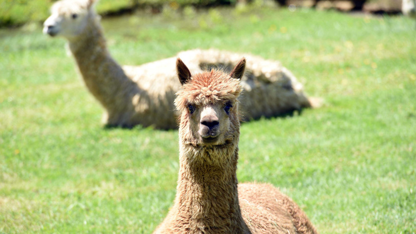 Lifestyle warragul Alpaca