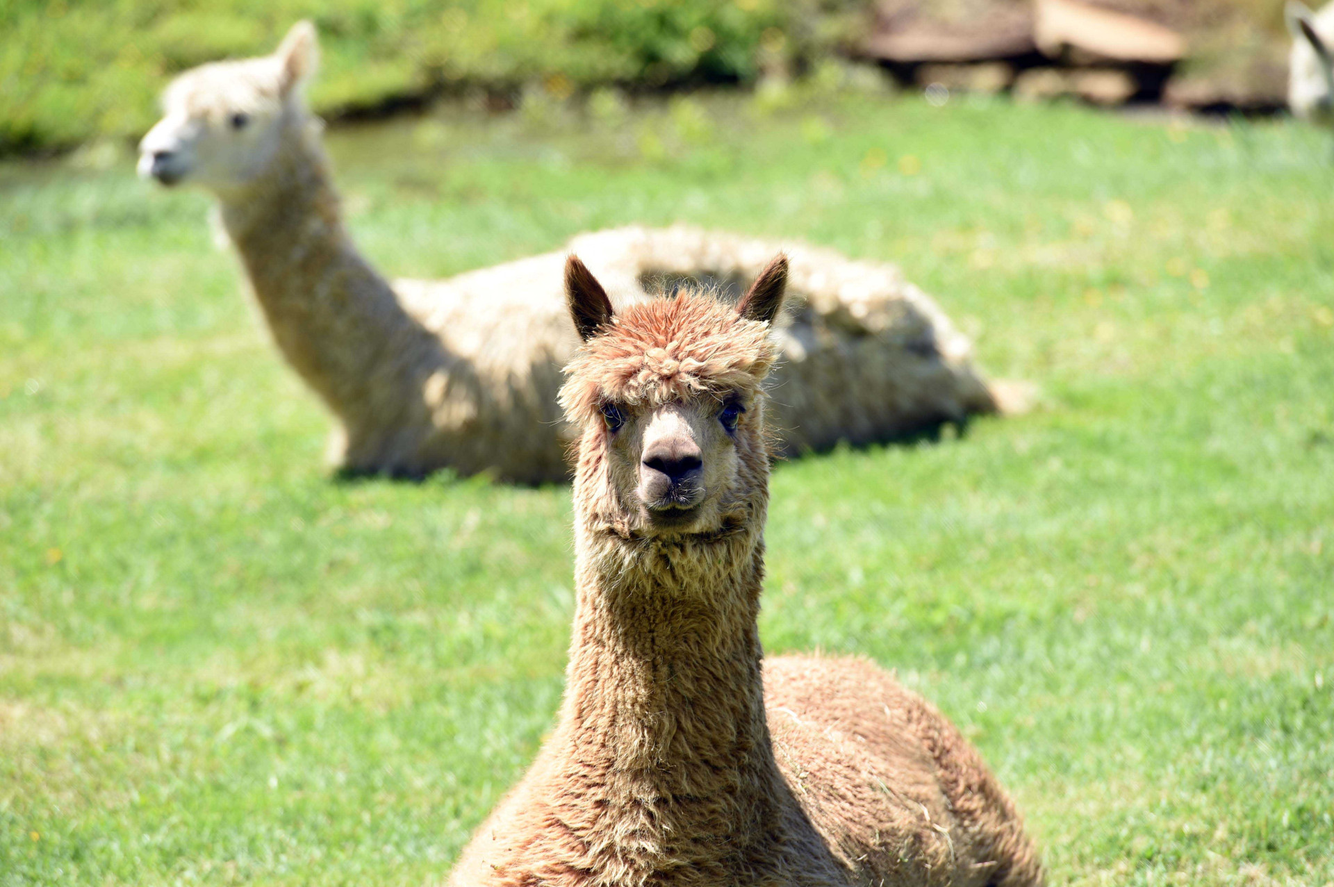 Lifestyle warragul Alpaca