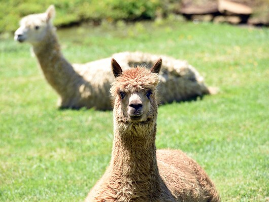 Lifestyle warragul Alpaca