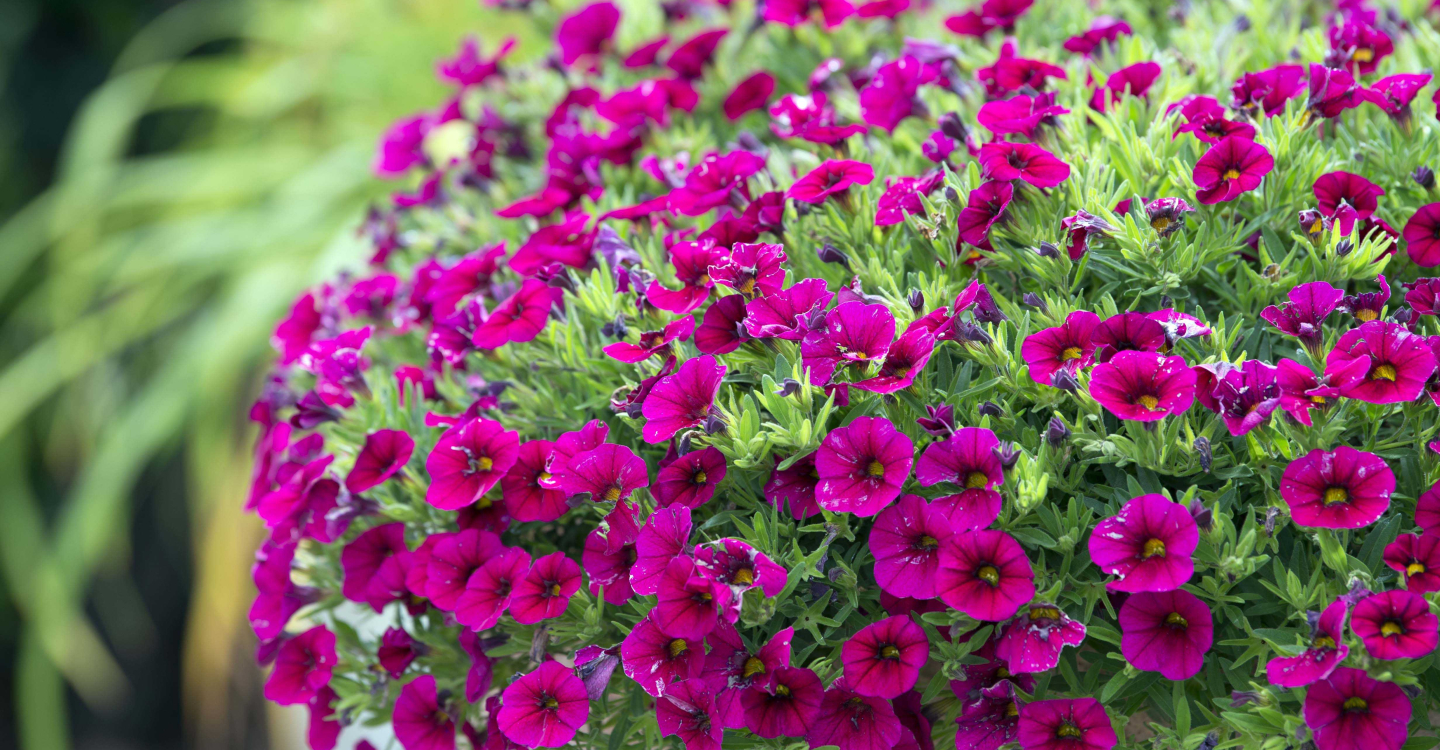 Purple flowers