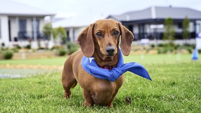 Pets Sausage dog on lawn