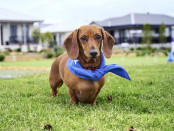 Pets Sausage dog on lawn