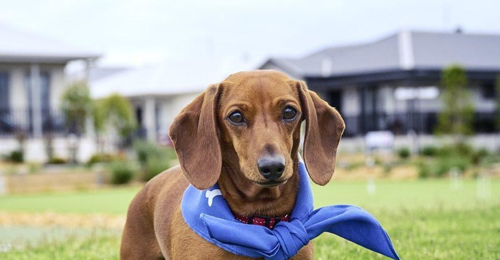 Pets Sausage dog on lawn