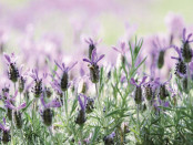 Mornington Peninsula Communities Red Hill Lavender