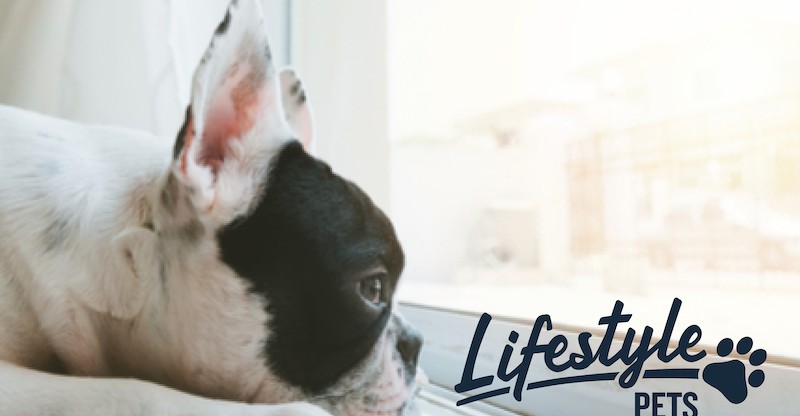 Lifestyle pets dark 01