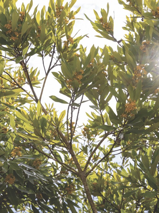 Lifestyle Communities Clyde Meridian Local Area trees